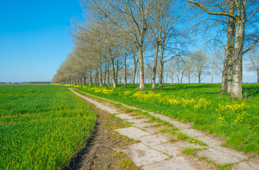 Trees in a meadow in spring