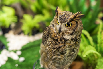 Great horned owl at garden