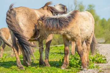Feral horses in nature in spring © Naj