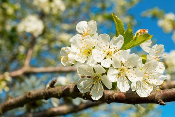 Flowers of the cherry blossoms on a spring day with green leaves. Macro shot.
