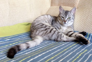 Cat, resting cat on a sofa in colorful blur background, cute funny cat close up, young playful cat...