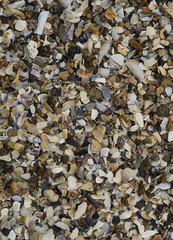 Small shell rock on the seashore