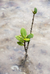 little mangrove