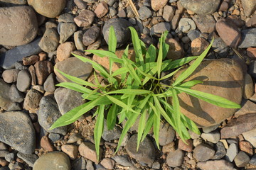 concept small young plant grow on the rocky soil