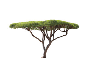 Tropical tree isolated on white background.