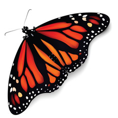 butterfly as the most beautiful insect © kriskvi