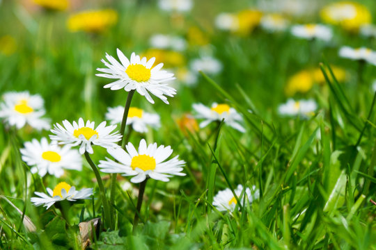 White daisy flower in Spring season