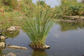 shallow river in dry season in Vietnam 