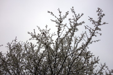 white petals on a blooming tree
