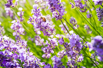 Sunshine over the lavender