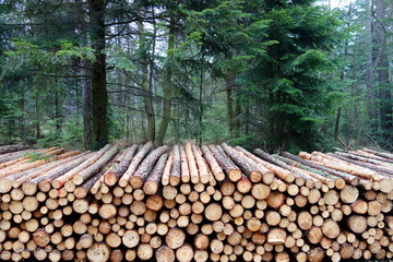 stack of pine logs in the forest 