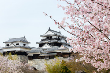 桜の風景（松山城）