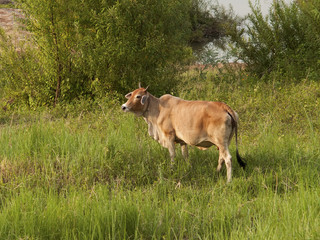 cow is standing and grazing in evening