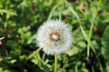 dandelion