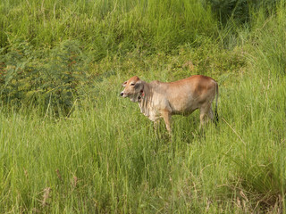cow is standing and grazing in evening