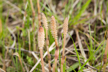つくし（土筆）