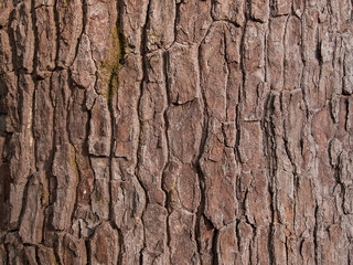 The bark of the wood