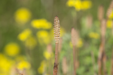 つくし（土筆）