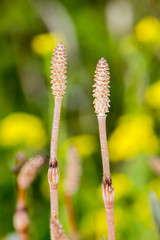 つくし（土筆）