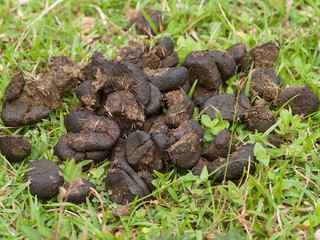 The waste is excreted from the body.