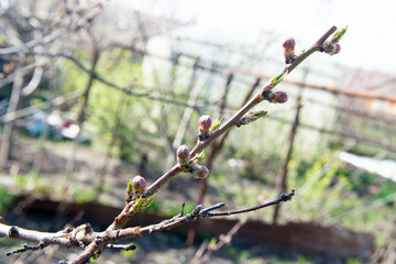Apple flowers over natural green background. Buds on apple tree in early spring.