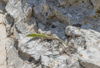 little green lizard