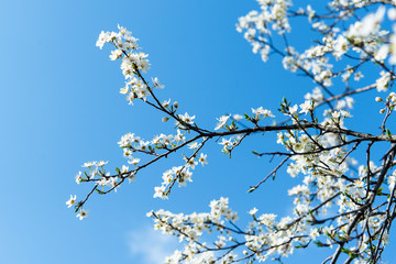 The flower of a cherry tree which blooms on the way. Flowering cherry in the spring, the scent of blossoming apricot.