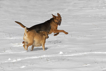 Mixed breed dogs playing in the snow
