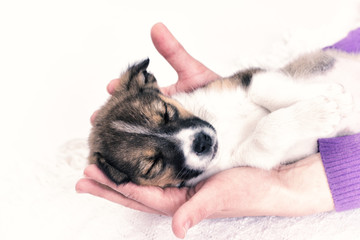 Fototapeta na wymiar Puppy sleeping in the hands