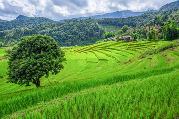 Fototapeta premium Rice fields on terraced in rainny season at Chiang Mai , Thailan