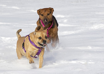 Mixed breed dogs playing in the snow