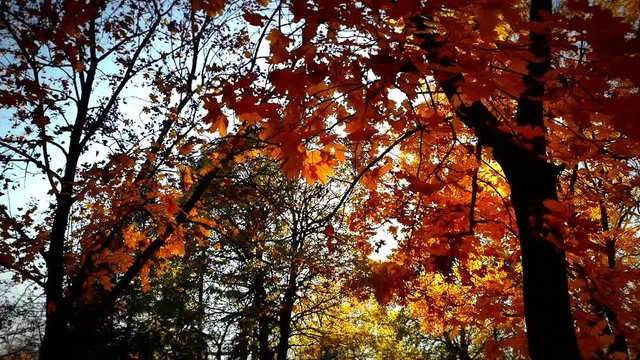 autumn walk in forest