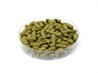Hopfenpellets (Humulus Lupulus) in Petrischale
