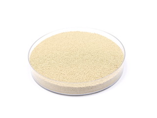 Trockenhefe (Saccharomyces cerevisiae) in Petrischale
