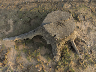 tree stub, deforestation.