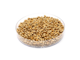 Weizen (Triticum aestivum L.) in Petrischale
