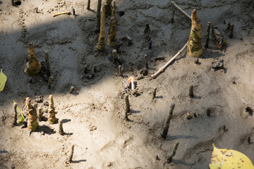 The crabs are living in the mangroves.