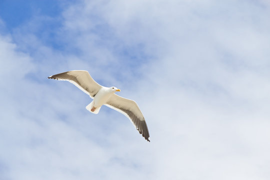 Seagull at Beach on Garrapata State Park, California