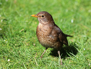 Close up of a female Blackbird in Spring