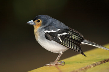 Beautiful male Chaffinch bird (La Palma)