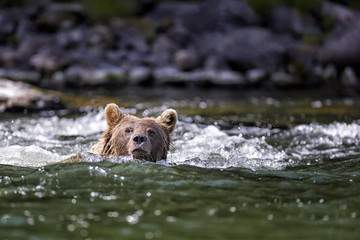 Grizzlybär schwimmt im Fluss