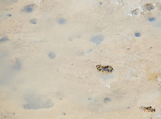 The crabs are living in the mangroves.