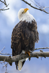Weißkopfseeadler (Haliaeetus leucocephalus) sitzt auf einem Ast in der Wildnis