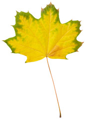 Maple leaf