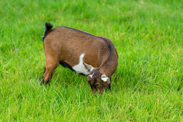 one goatling eating of green grass at farm