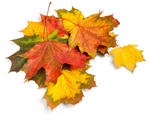 Autumn maple leaves