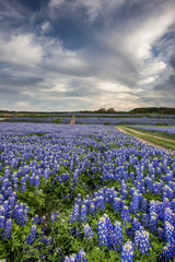 Fototapeta premium Beautiful Bluebonnets field at sunset near Austin, Texas.