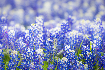 Obraz premium Texas wildflower - Closeup bluebonnets in spring.