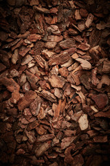 Bark tree background