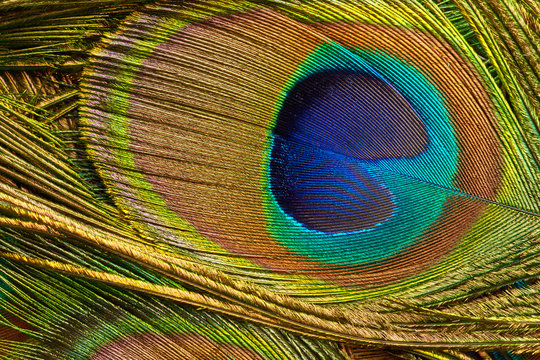 Peacock feathe close up